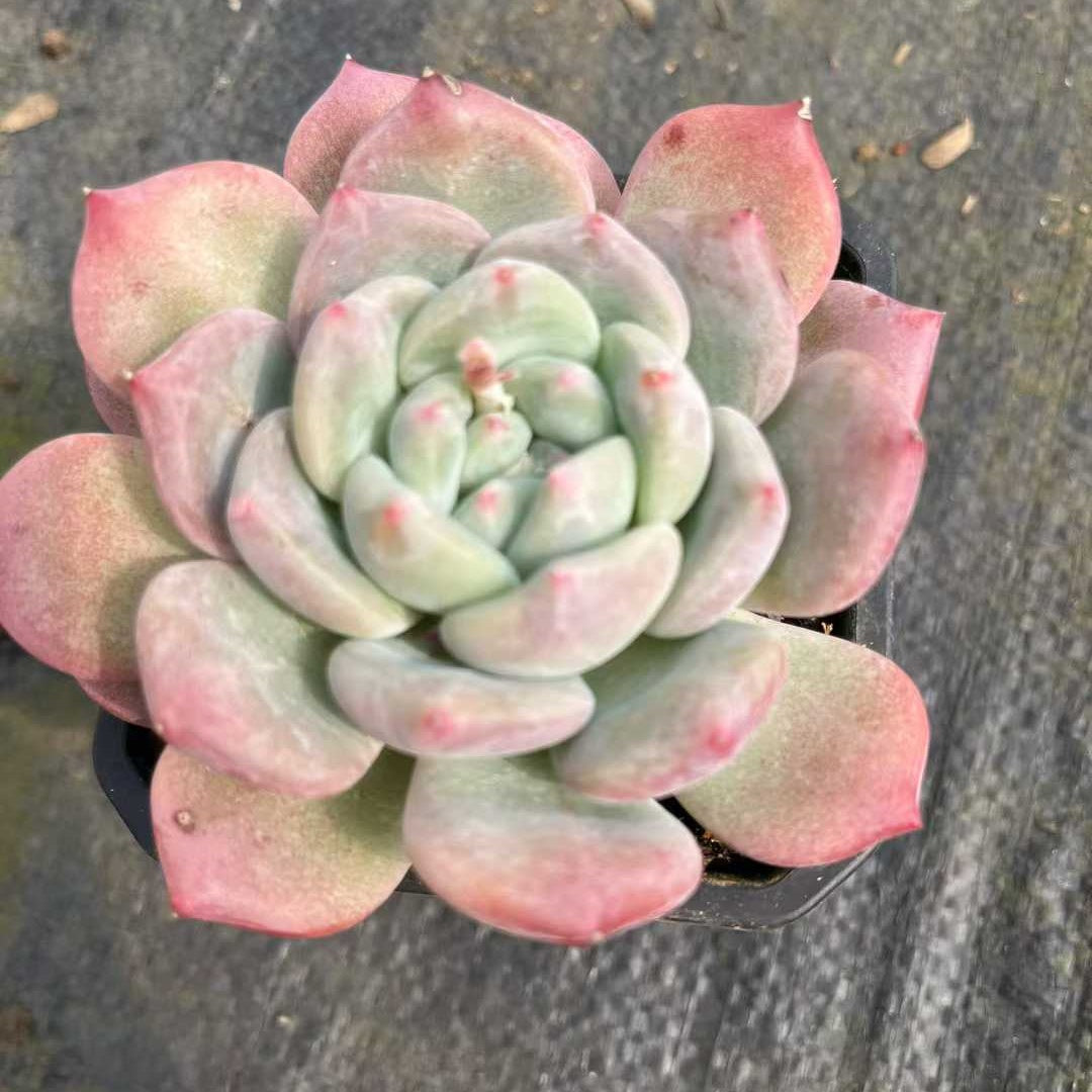 16091 Echeveria Oviferum Hyb (9cm pot size)
