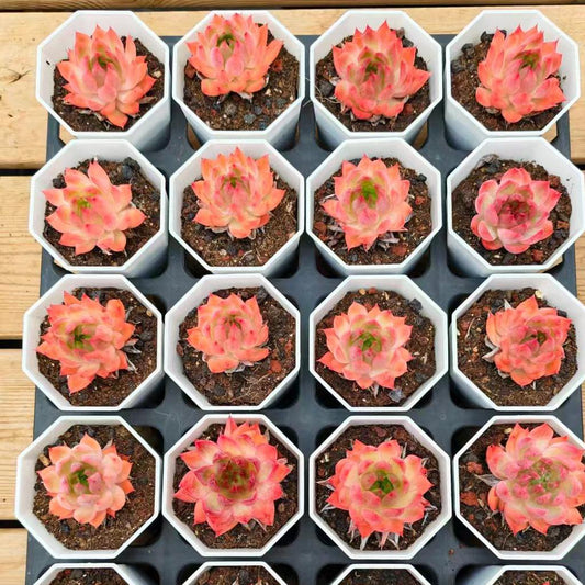 YBB290 Echeveria Angela(7cm pot size)