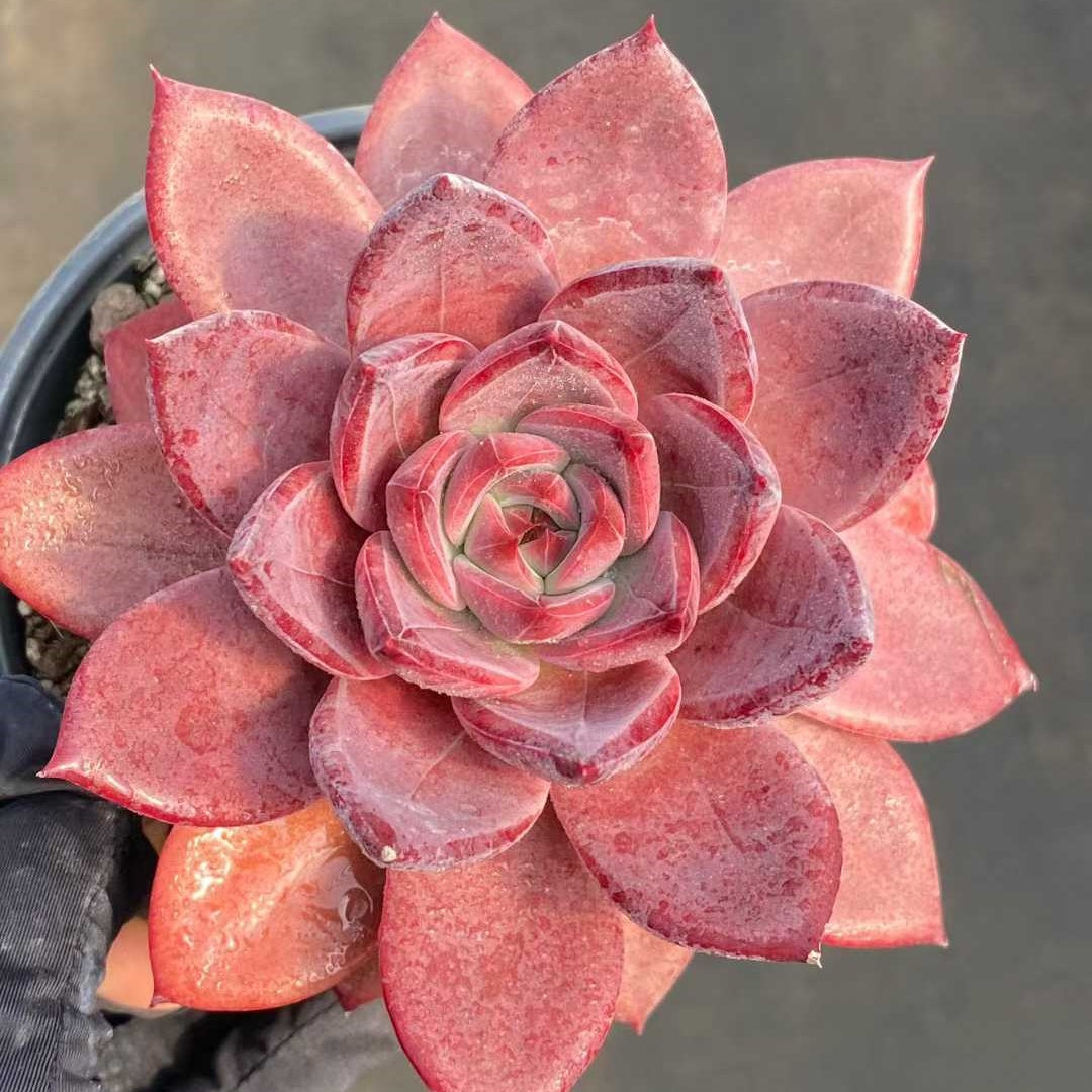 22769 Echeveria Brown Sugar Card (12.5cm pot size)