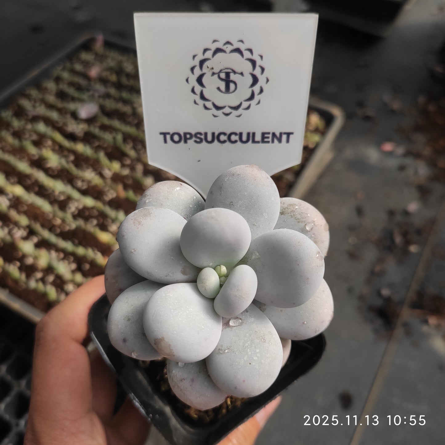 6846 Echeveria Oviferum Moon Stone (7cm pot size)