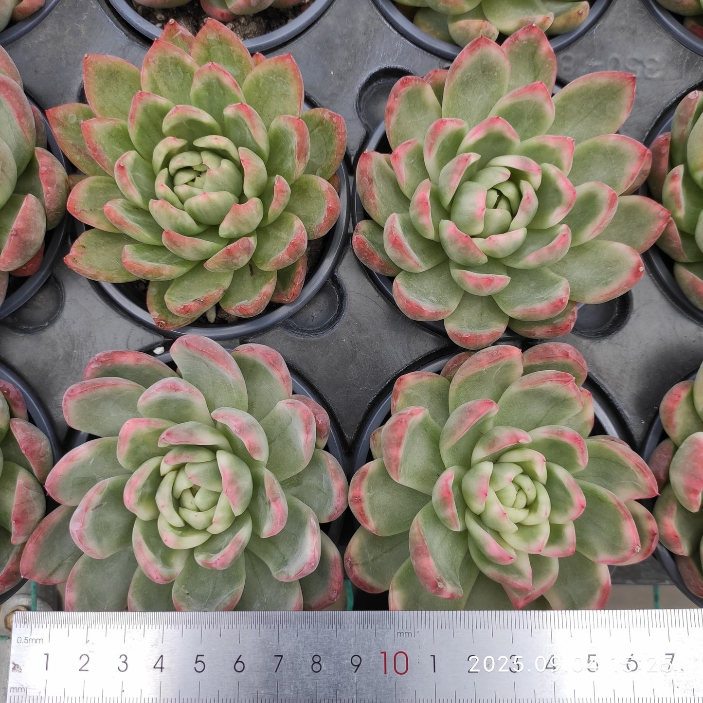 MMY859 Echeveria Crystal Jenny(9cm pot size)
