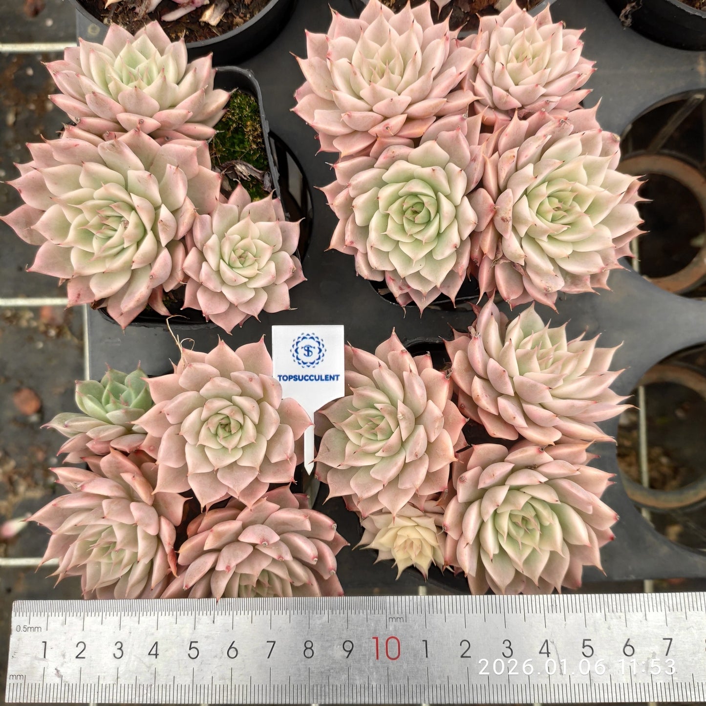 22265 Echeveria Magarette Variegated (7cm pot size)