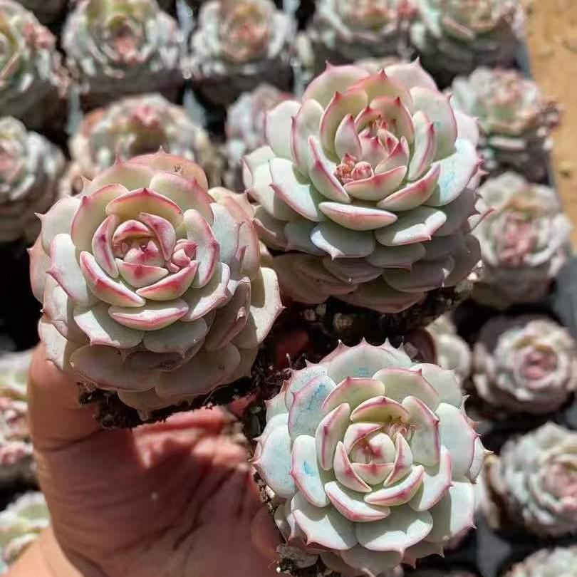 25197 Echeveria Captain Ivory (5cm pot size)