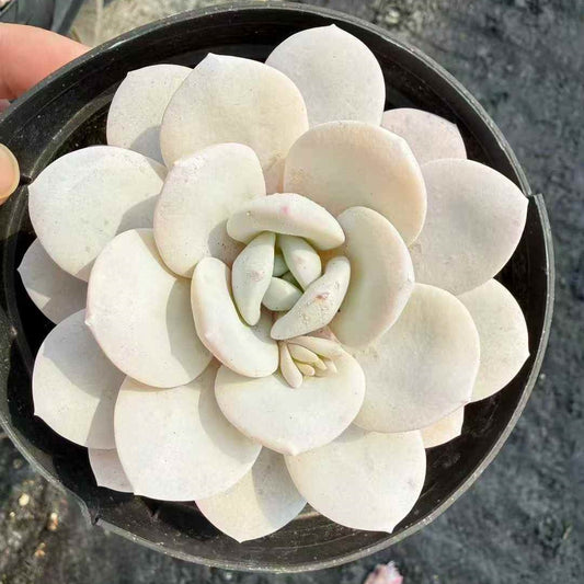 25004 Echeveria Laui (12cm pot size)