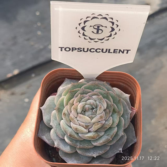 T0382 Echeveria Pure Love (6.5cm pot size)