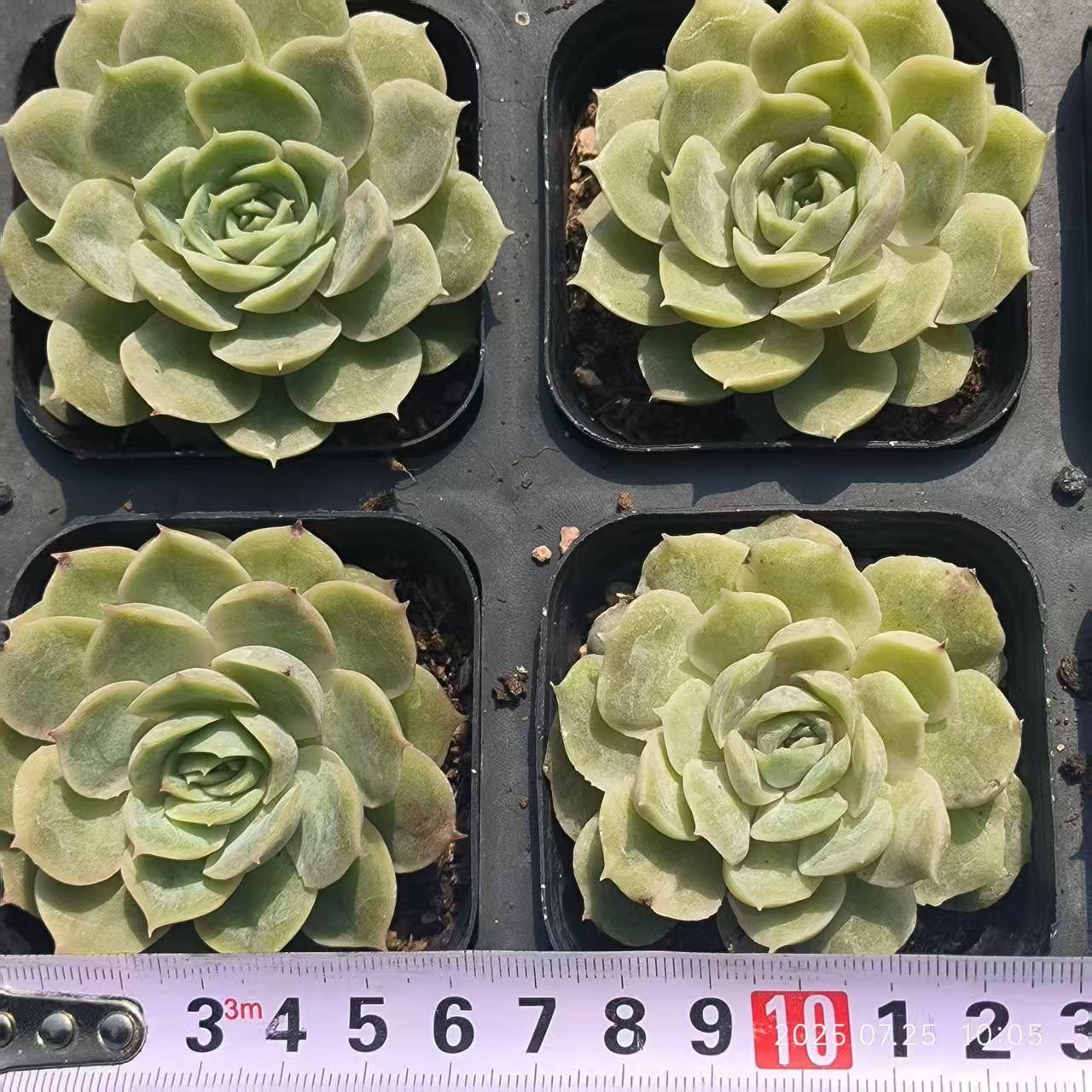 GR407 Echeveria Onslow(6.5cm pot size)