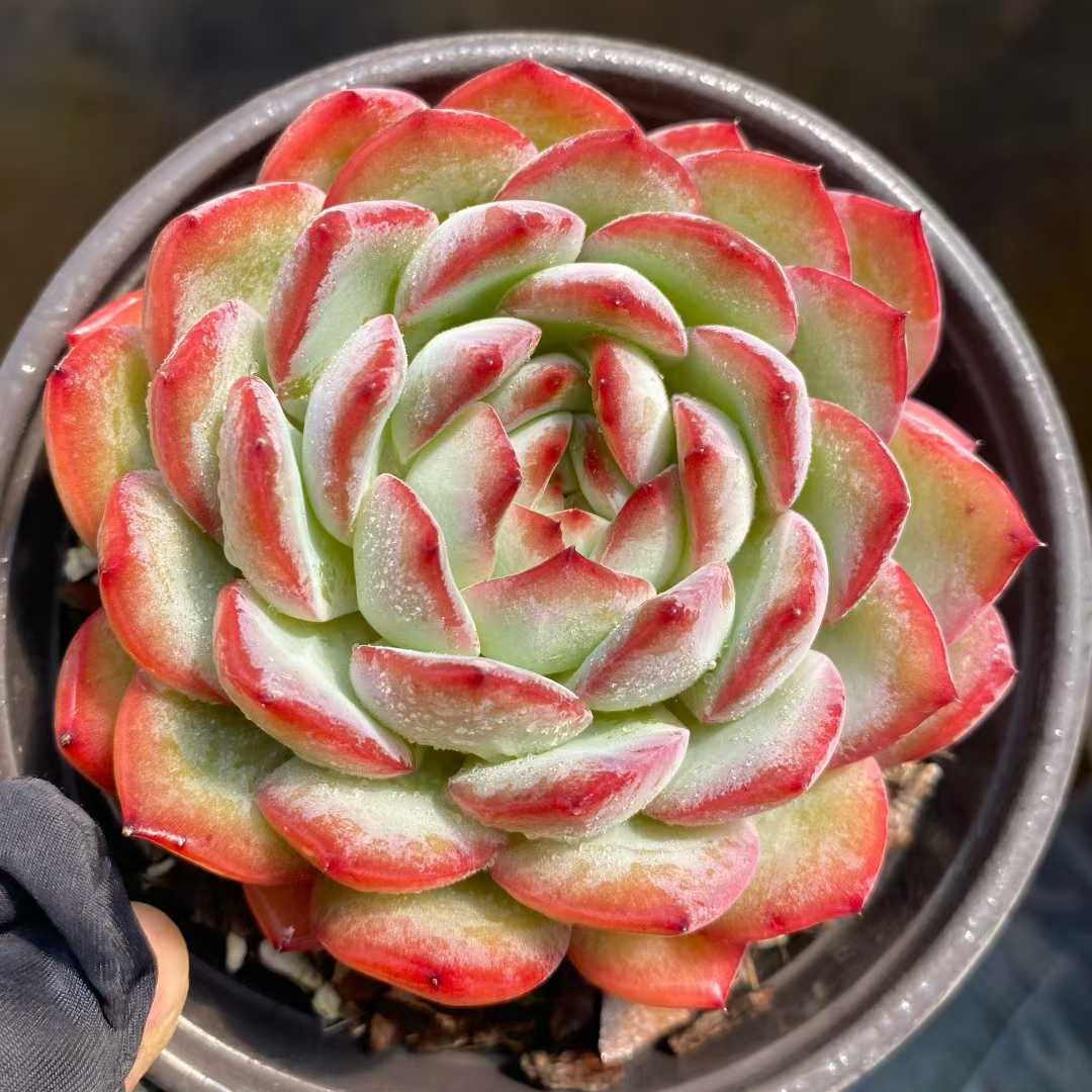 24844 Echeveria Strawberry Almond (12.5cm pot size)