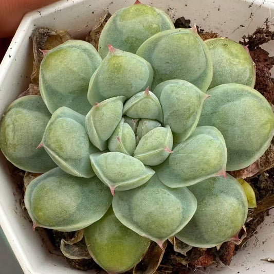 24152 Echeveria Elegance Drops (7cm pot size)