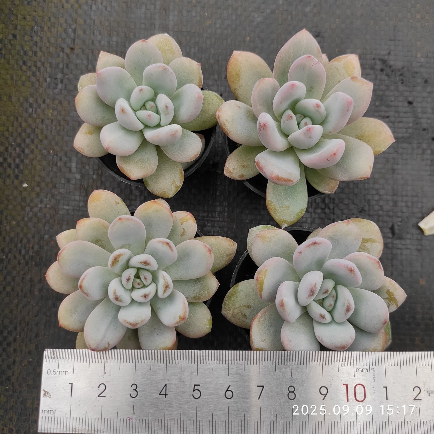 MMT860 Echeveria Spark Snow(5.5cm pot size)