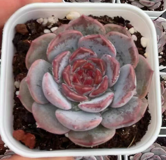 BL1116 Echeveria White Mousse