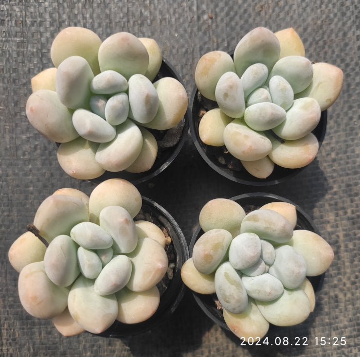 MMT467 Echeveria Frevel