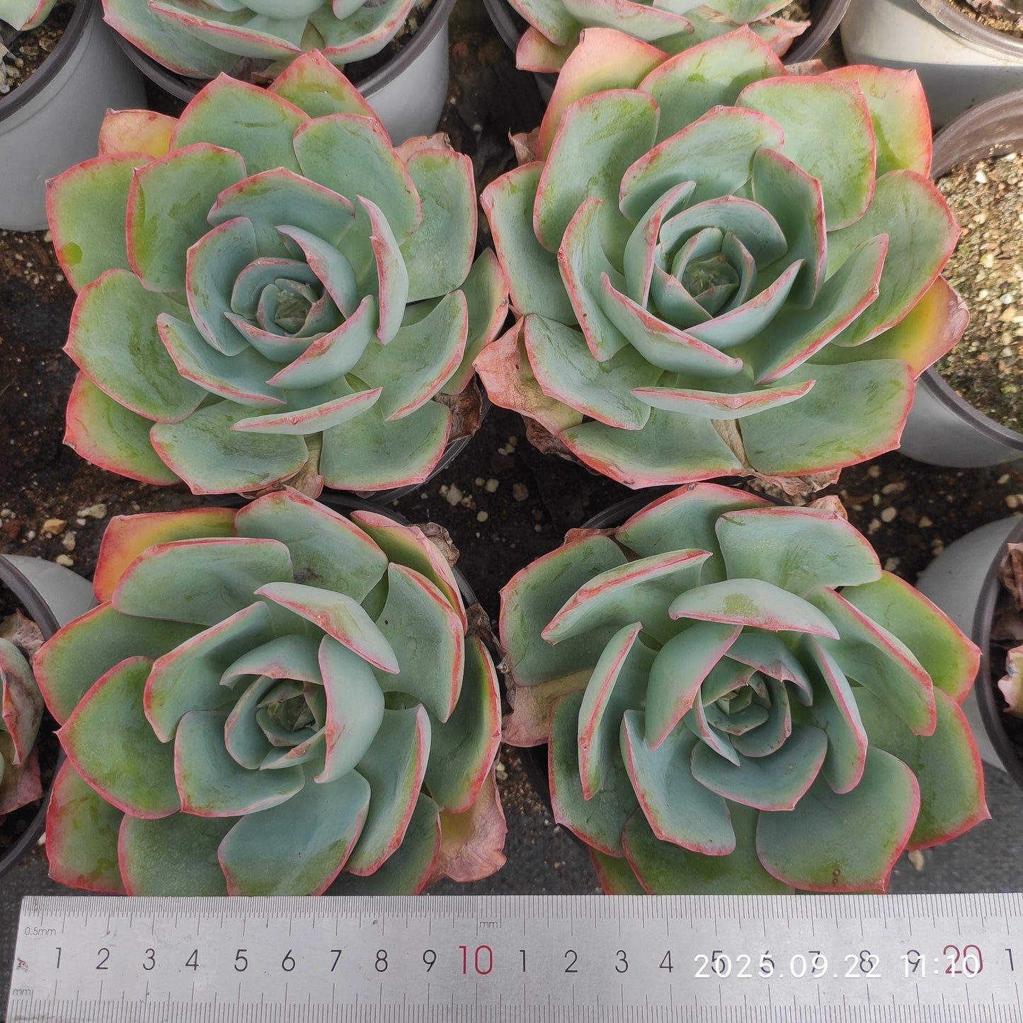 ZAJ068 Echeveria Blue Light(11cm pot size)
