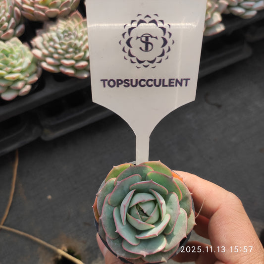 18043 Echeveria Claudia (5.5cm pot size)