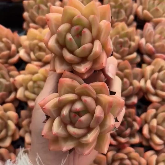 25182 Echeveria Champagne (5cm pot size)