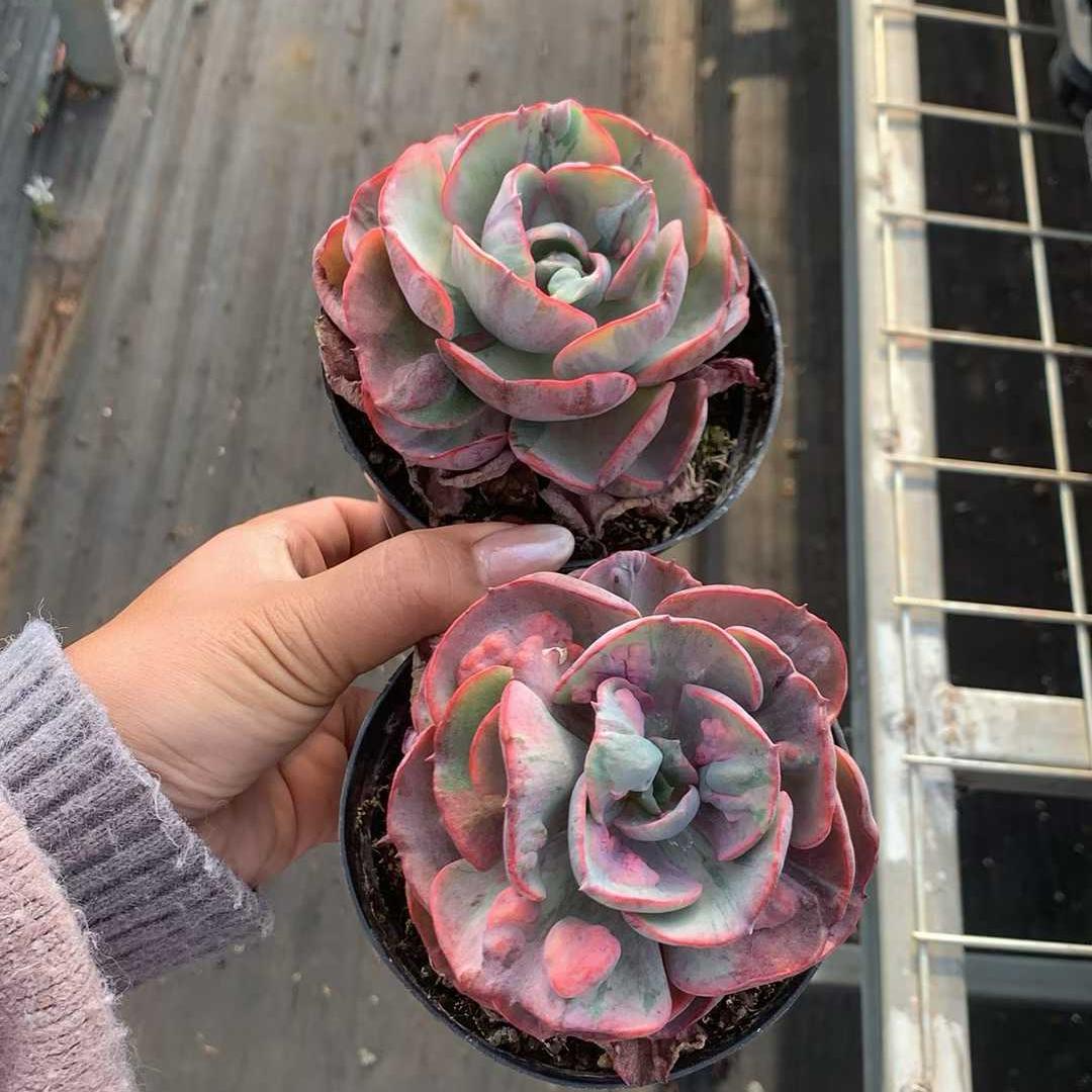 6433 Echeveria Rain Drops Variegated (11cm pot size)