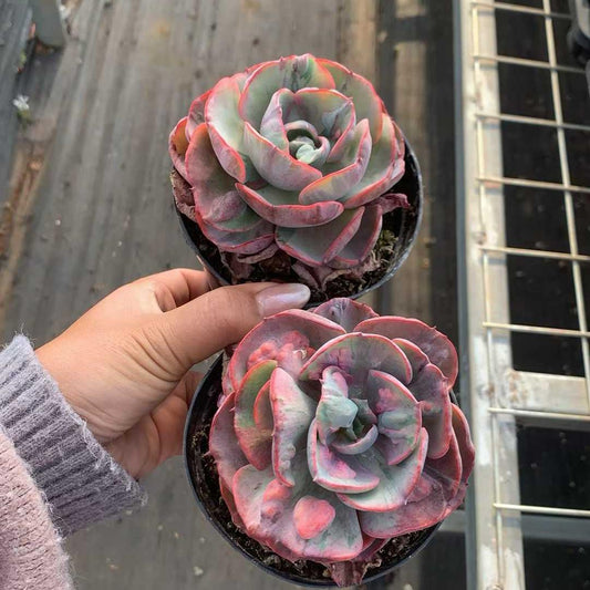 6433 Echeveria Rain Drops Variegated (11cm pot size)