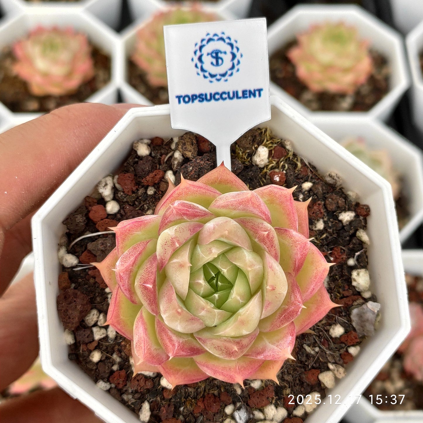 2149 Echeveria Queen x Pink Crystal Rose (7cm pot size)