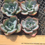 FFH121 Echeveria Breland(6.5cm pot size)