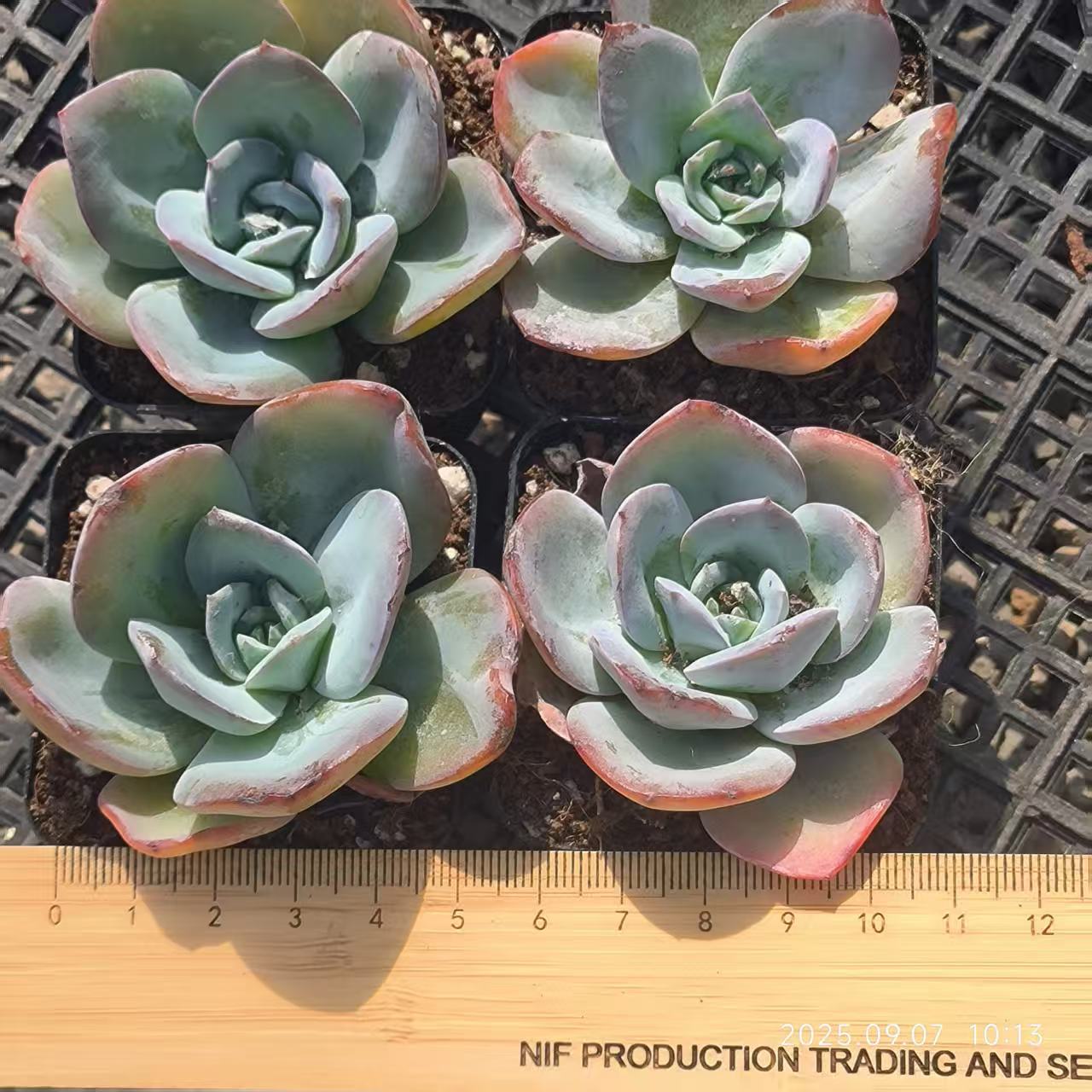 FFH121 Echeveria Breland(6.5cm pot size)