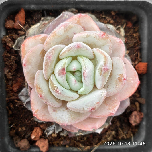 YBB084 Echeveria Mont Blanc(6.5cm pot size)