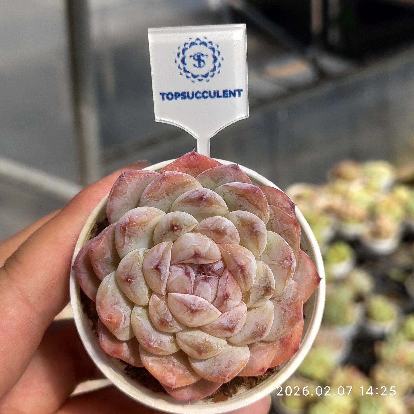 14120 Echeveria Ice Spirit (5.5cm pot size)