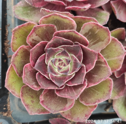 ON315 Aeonium Halloween Variegated