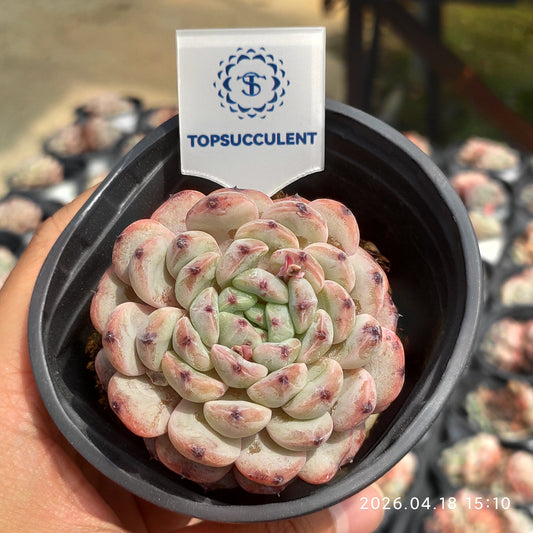 21649 Echeveria Beyonte (9cm pot size)