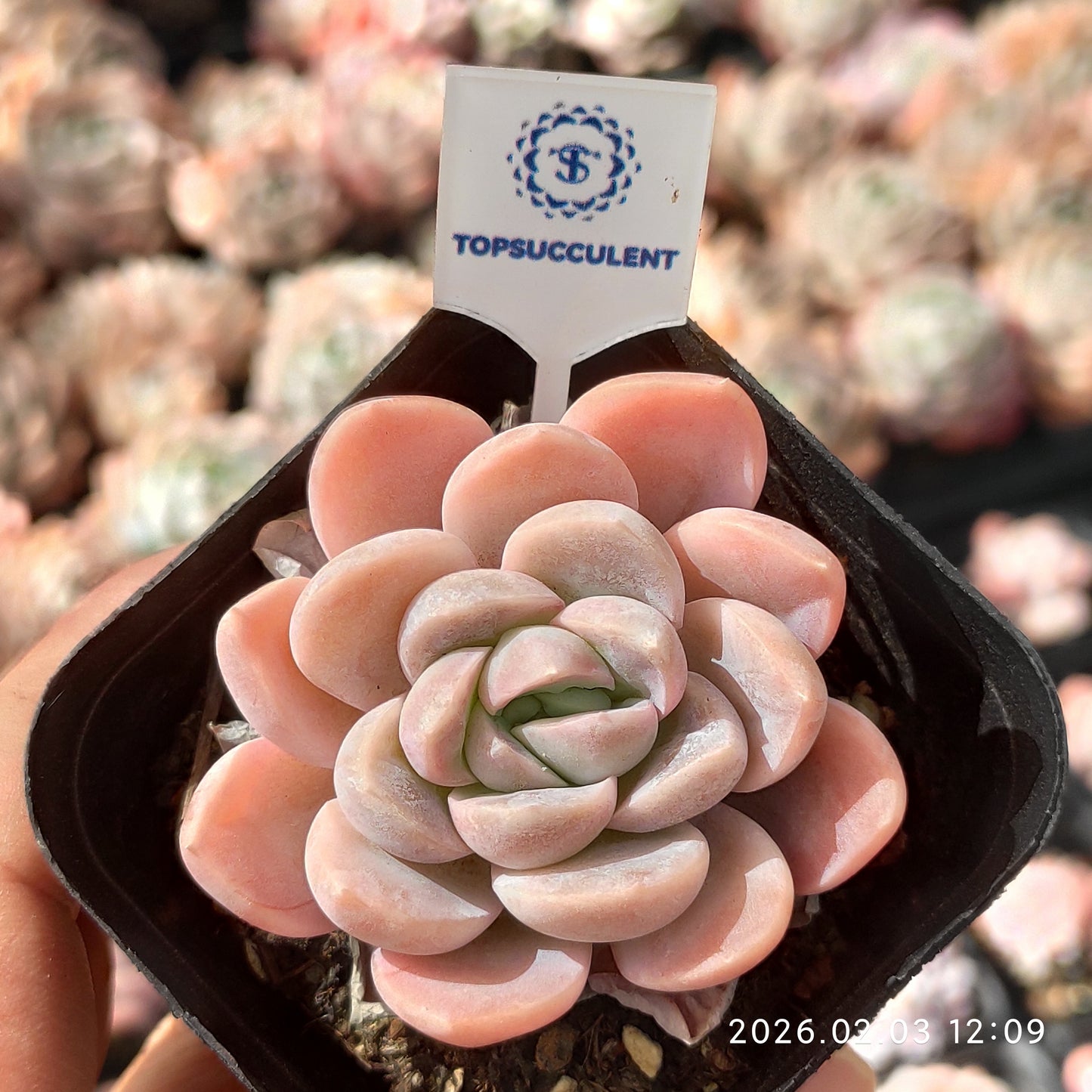 25624 Echeveria Snow Woman (6.5cm pot size)