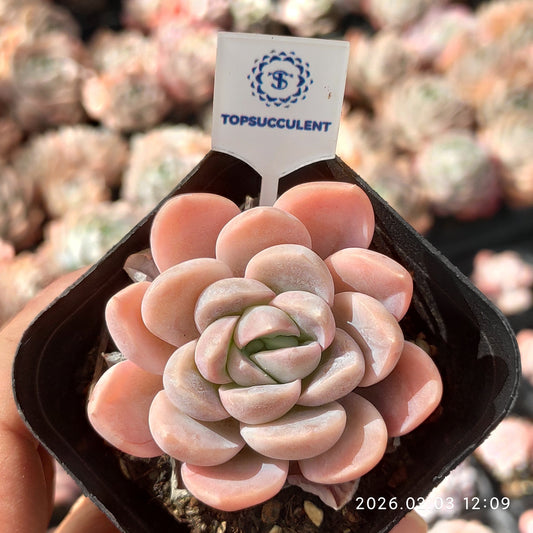 25624 Echeveria Snow Woman (6.5cm pot size)