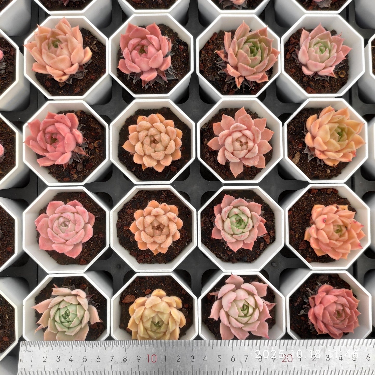 21589 Echeveria Moon Elf (7cm pot size)