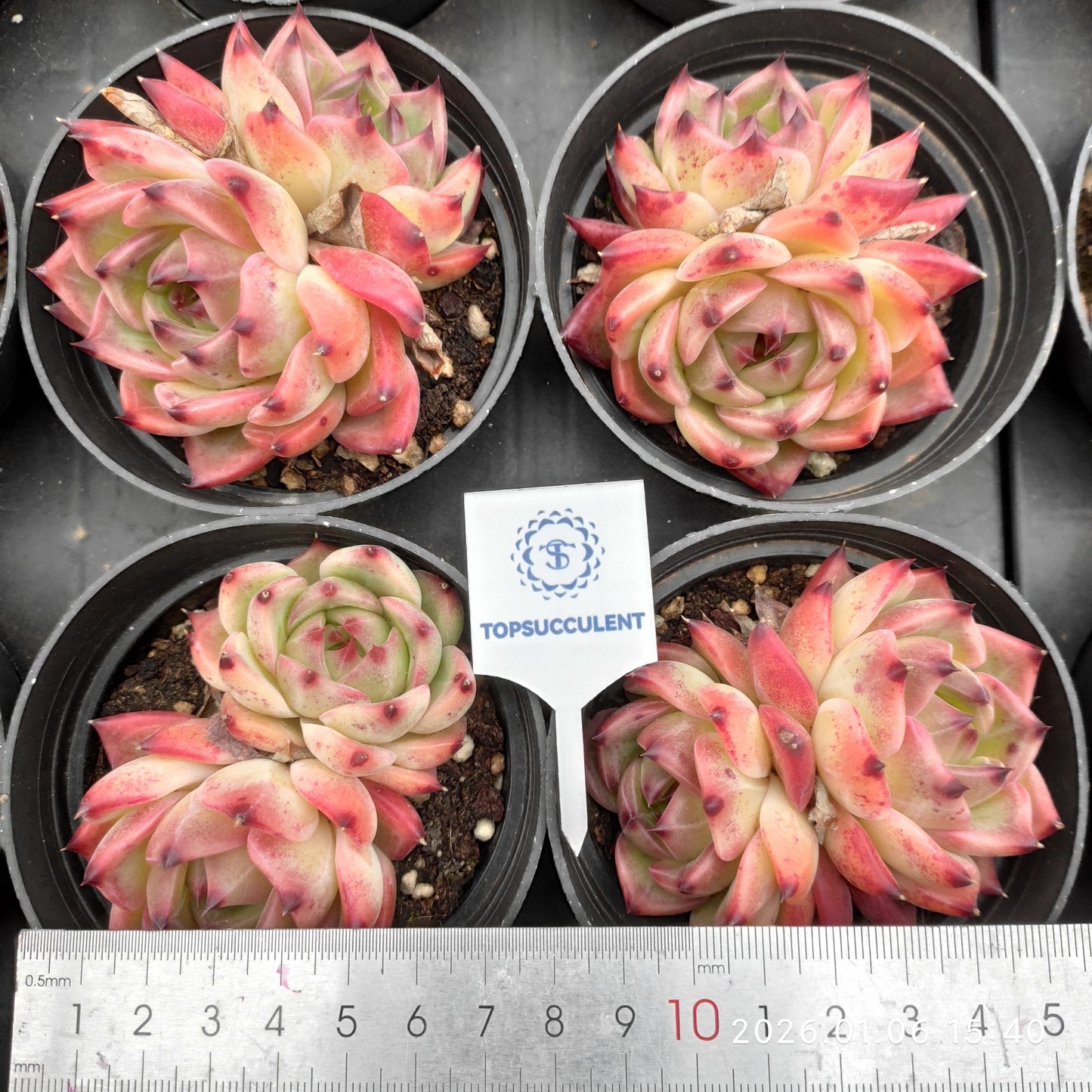 24408 Echeveria Purola (9cm pot size)