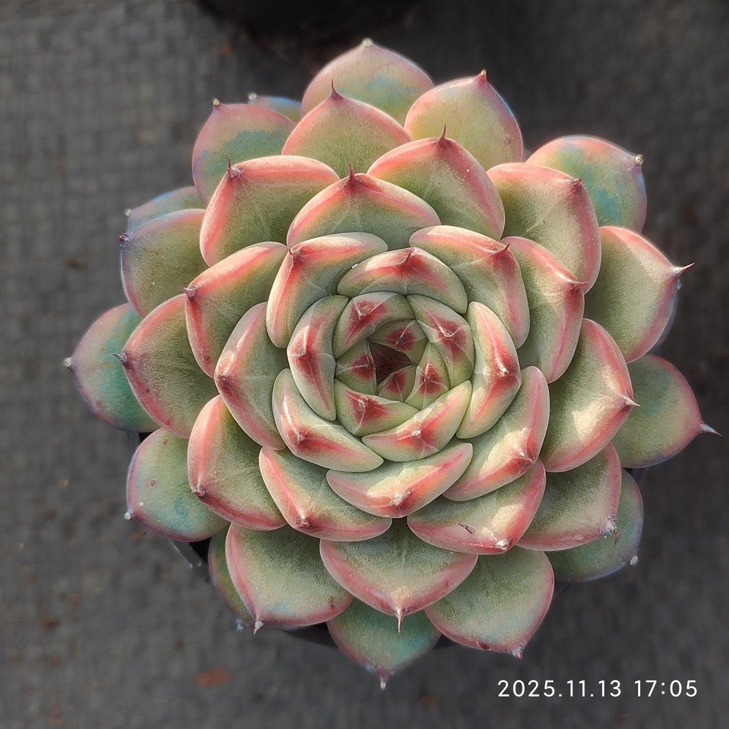 20917 Echeveria Spring (5.5cm pot size)