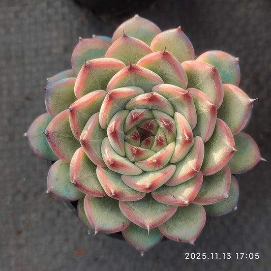 20917 Echeveria Spring (5.5cm pot size)