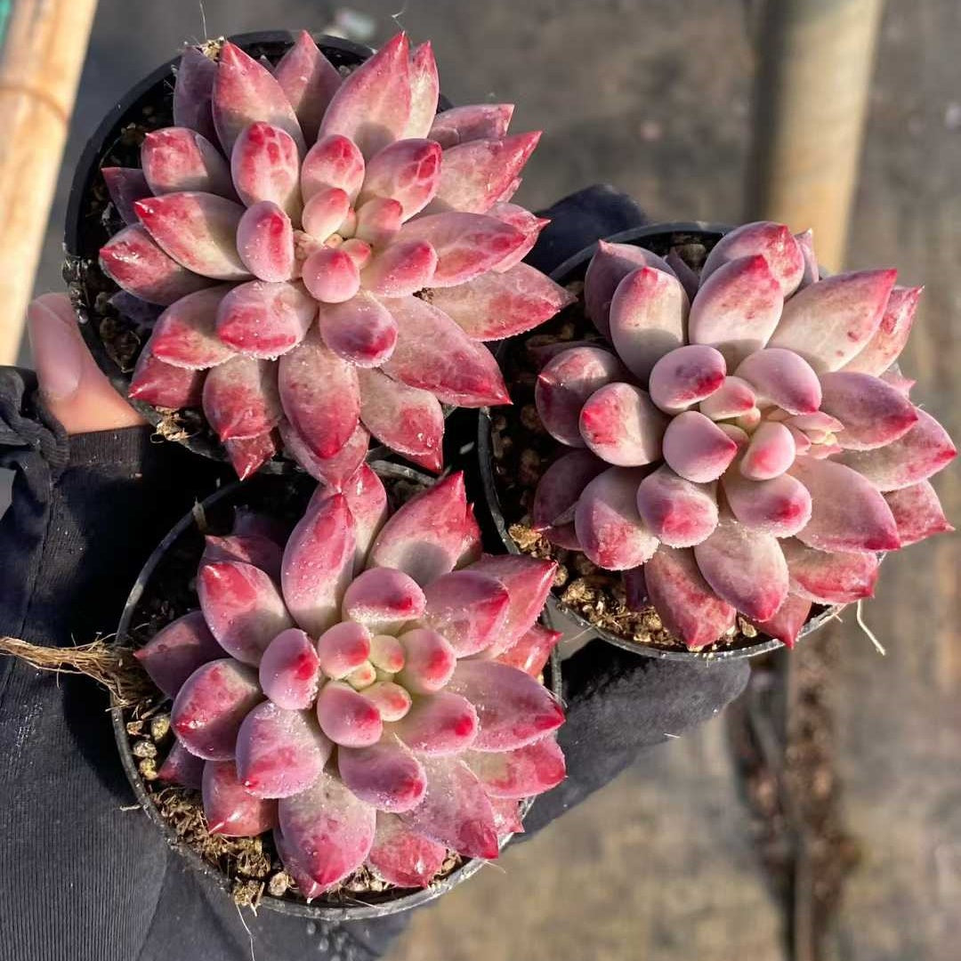 25375 Echeveria Gold Fish (6.5cm pot size)