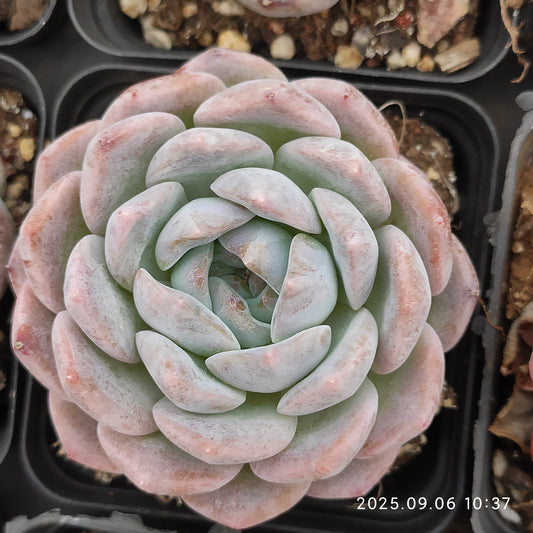 RC098 Echeveria Pure Love(7cm pot size)