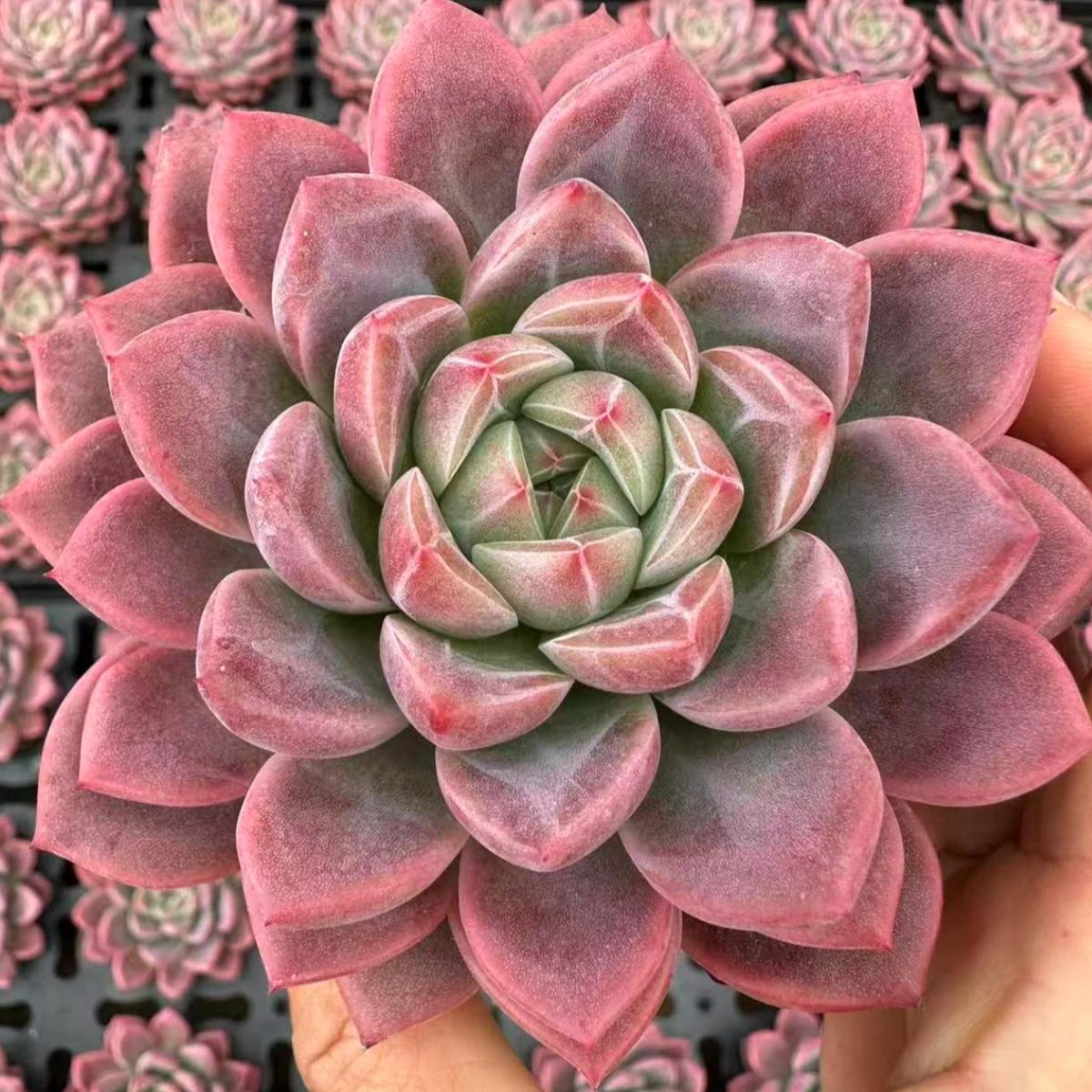23011 Echeveria Jade Pond (8cm pot size)