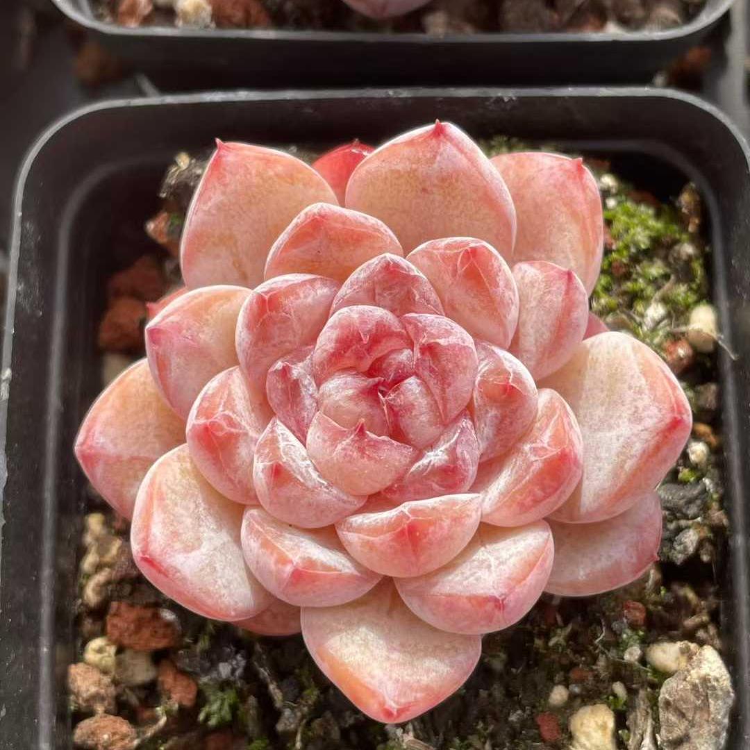 T3351 Echeveria Ice Spirit (5.5cm pot size)