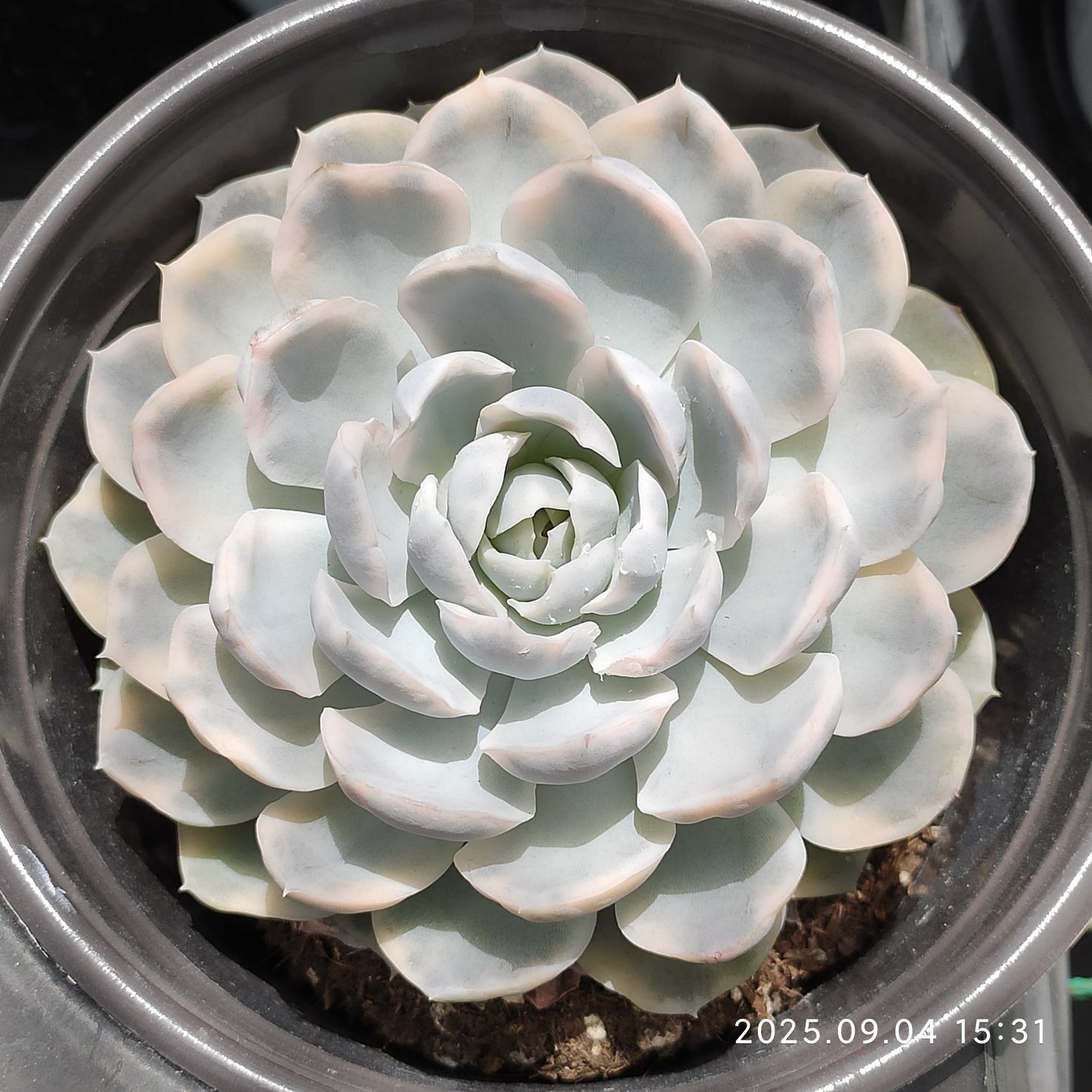 MMY957 Echeveria Snow Ball Variegated(12cm pot size)