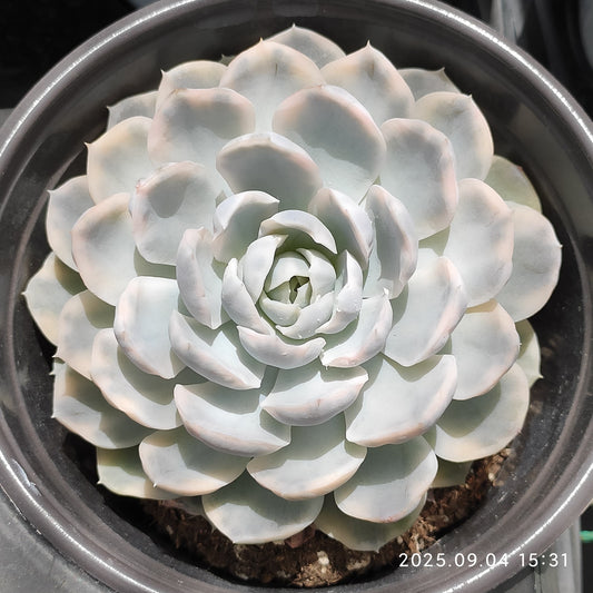 MMY957 Echeveria Snow Ball Variegated(12cm pot size)