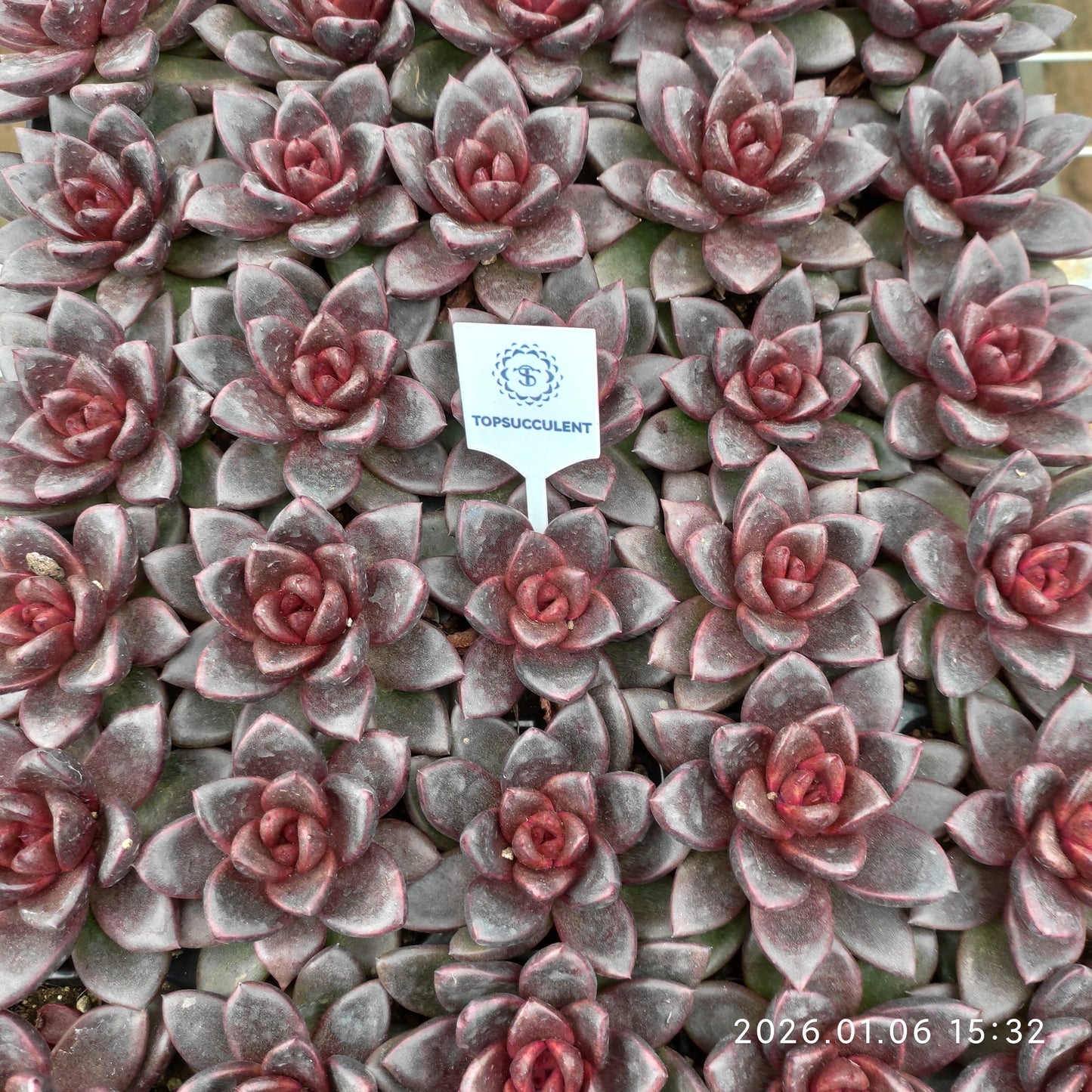 24405 Echeveria Joyful Rose (5cm pot size)