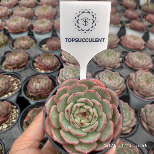 19688 Echeveria Zither Sea 004 (9cm pot size)