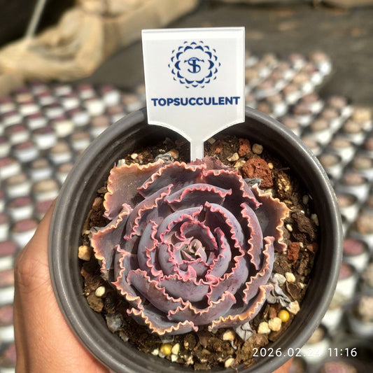 25891 Echeveria Neon Breaker (9cm pot size)