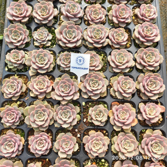 23275 Echeveria Pink Butterfly (3cm pot size)