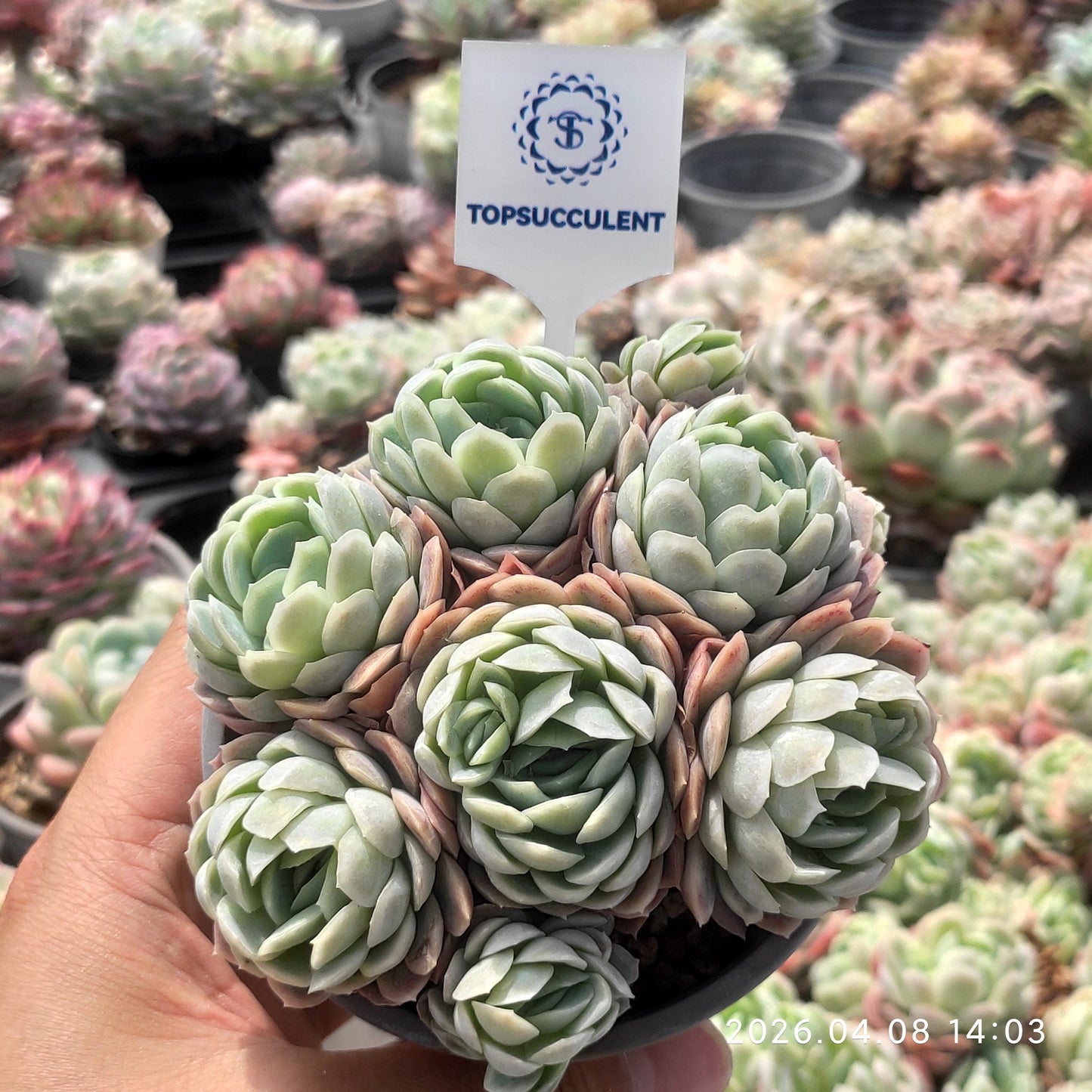 25111 Echeveria Berry (9cm pot size)