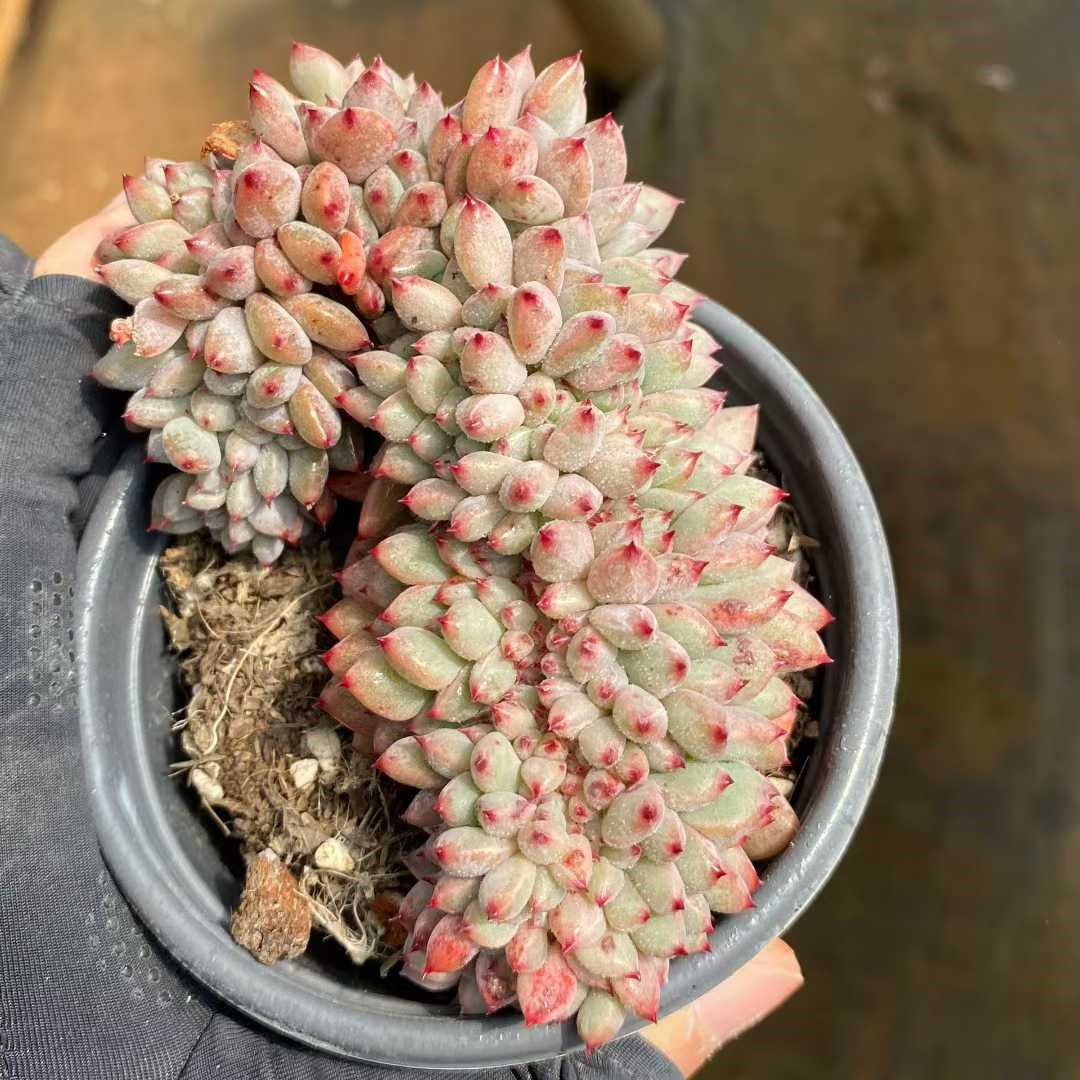 20743 Echeveria Puff Cristata (9cm pot size)