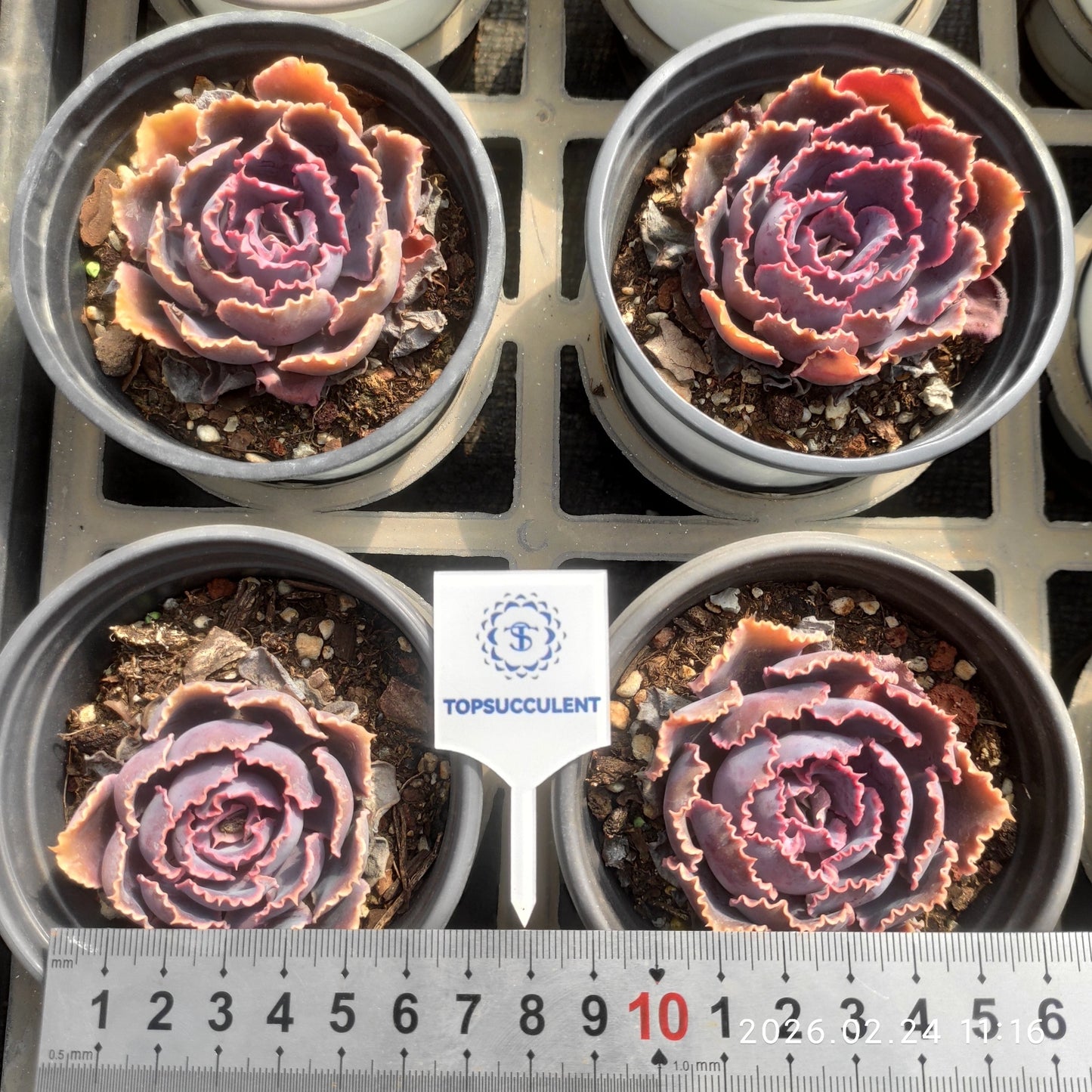25891 Echeveria Neon Breaker (9cm pot size)