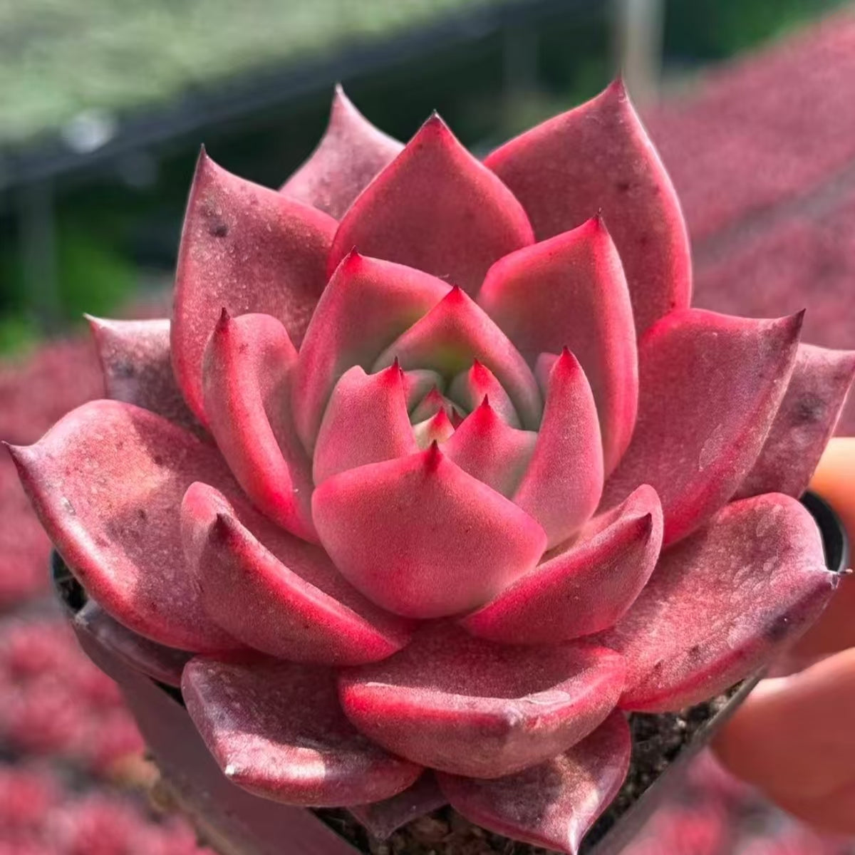21168 Echeveria Red Robe (7cm pot size)