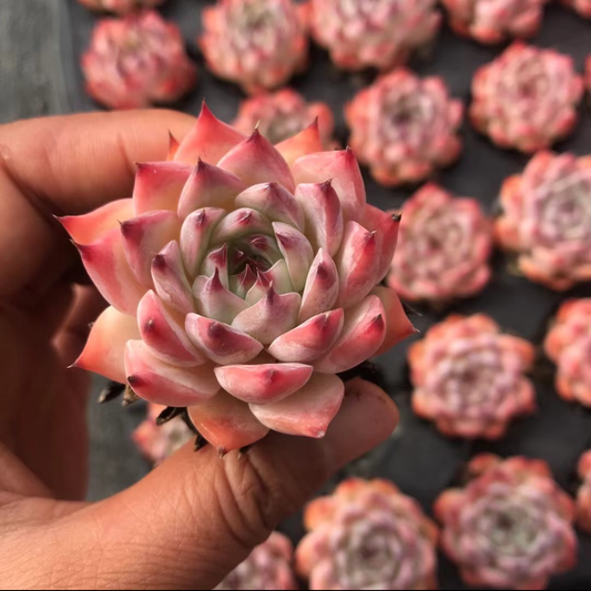 23905 Echeveria Chihuahuaensis (5cm pot size)