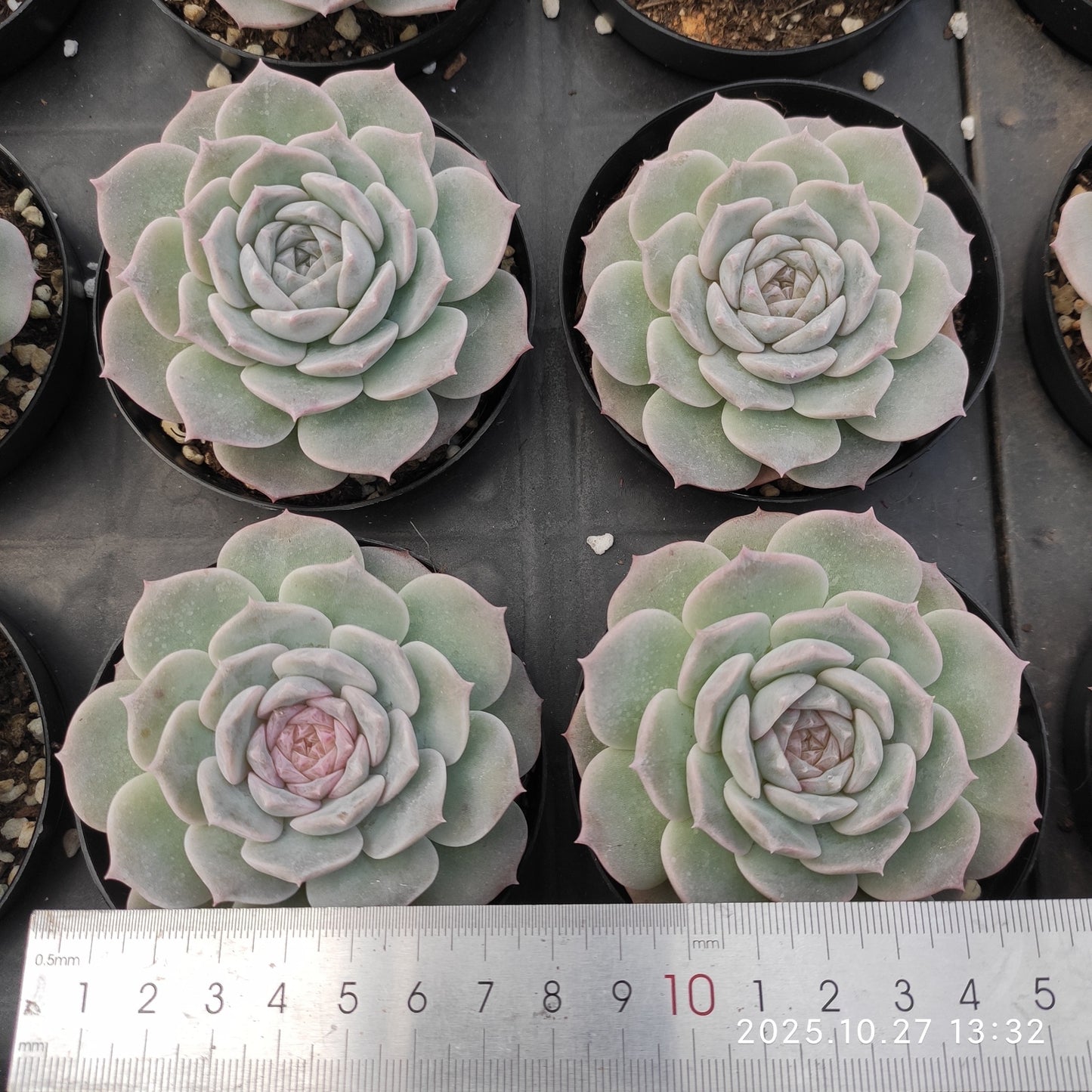 21786 Echeveria Pure Love (9cm pot size)