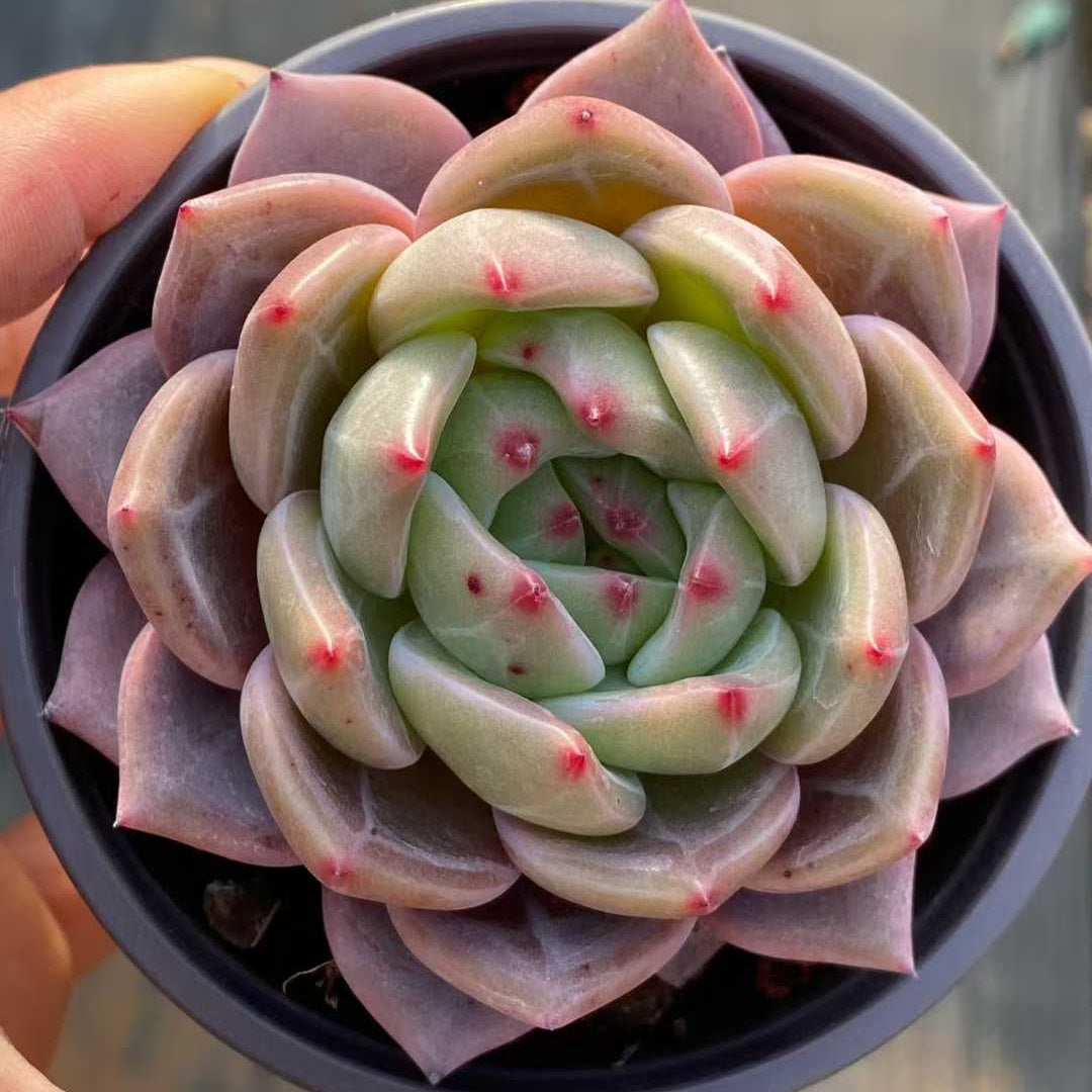 25750 Echeveria Orange Monroe Q (9cm pot size)